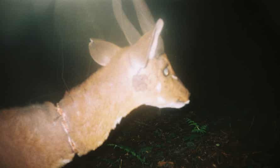 A bushbuck with a snare wound on camera trap.