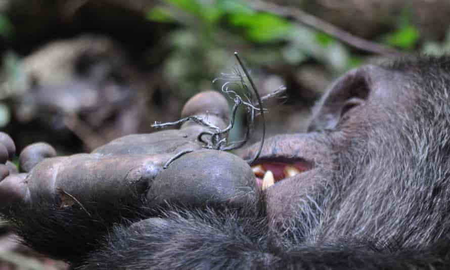 Metal snares are often impossible for chimps to remove. This trip Lanjo tried, but failed. Eventually, staff with the the Kibale Chimpanzee Project removed his snare.