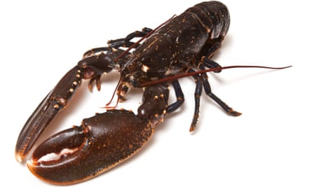 The lobster's habitat could be damaged by windfarm cable-laying, it is feared.