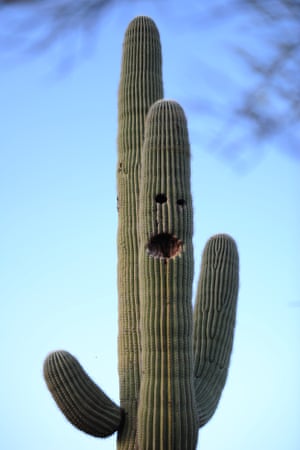 Birds nests decorate a saguaro cactus in Tucson, Arizona.