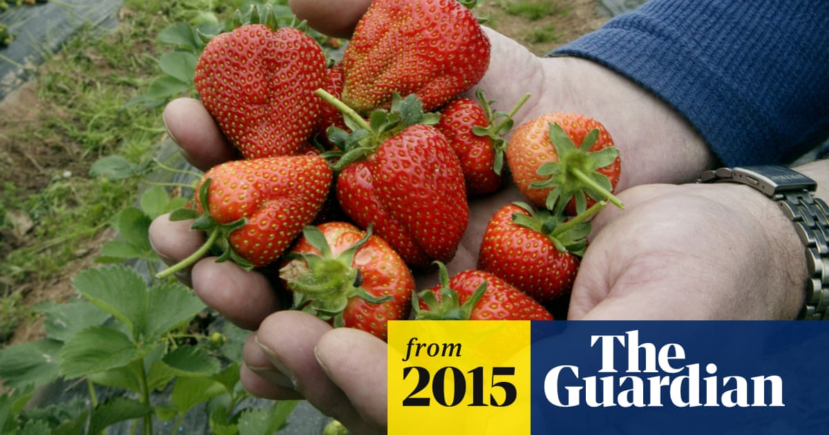 Berry Good Year Forecast For Uk Strawberries Farming The Guardian Berry Good Year Forecast For Uk Strawberries Farming The Guardian