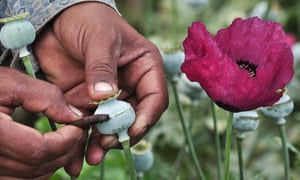 A man lancing a poppy bulb to extract the basis for opium. Researchers have warned that using the new technology, opium poppy farms could be replaced by morphine “breweries”.