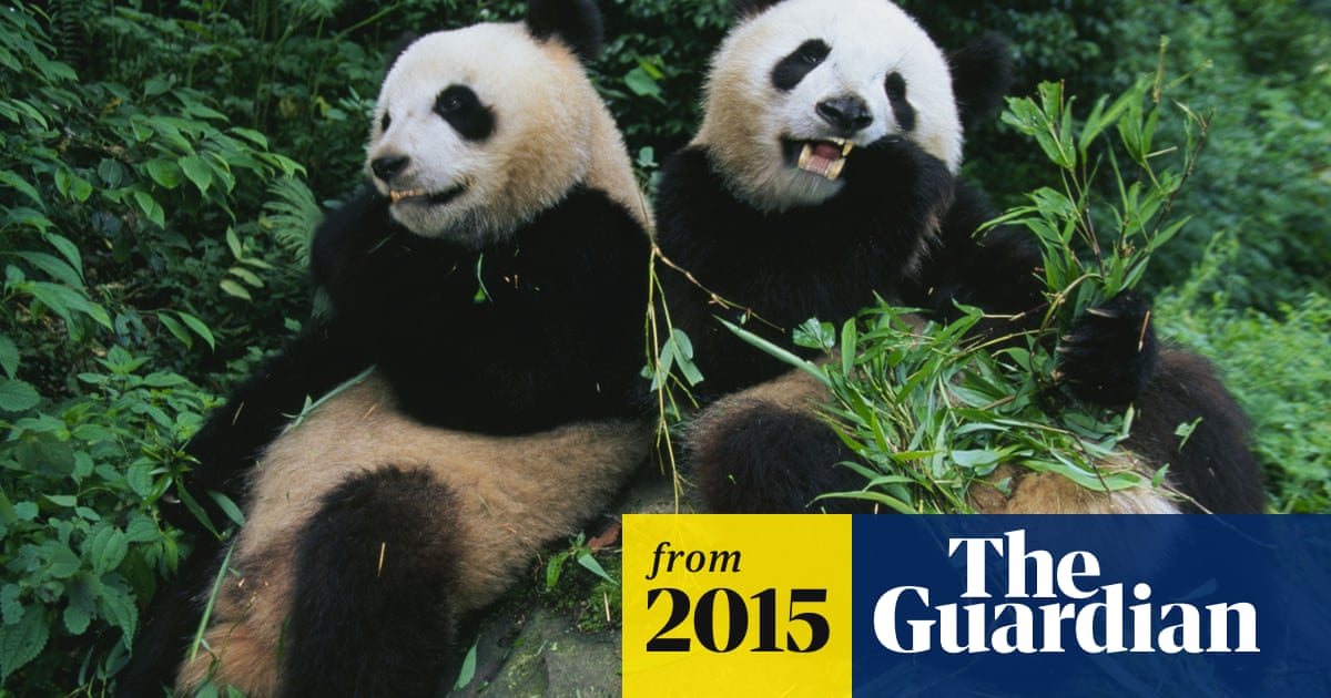 Hard to bear: pandas poorly adapted for digesting bamboo, scientists find