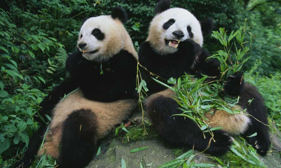 Pandas spend up to 14 hours a day eating, but only digest about 17% of the total, making it necessary to sleep for up to 12 hours to conserve energy.