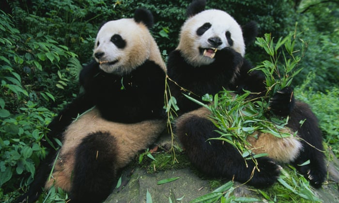 pandas head():python中pandas dataframe... Giant Pandas Food
