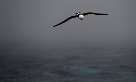 A black-browed albatross in flight over Antarctic waters.