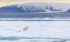 polar bear canadian arctic