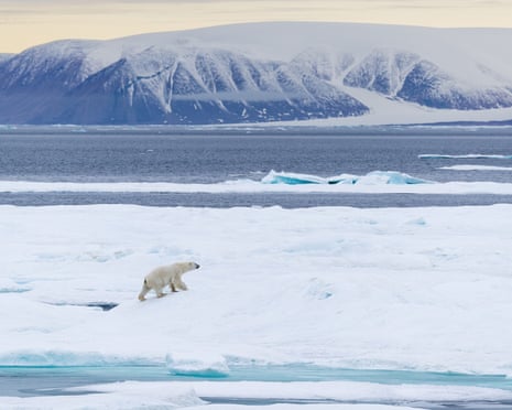 polar bear canadian arctic