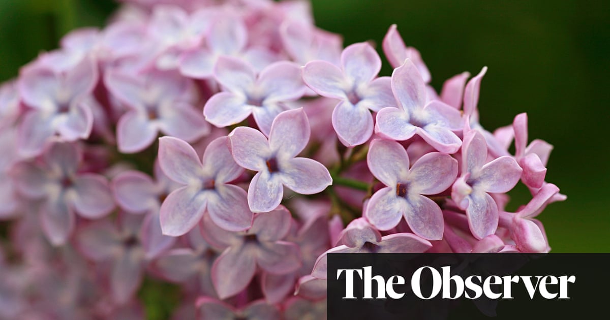 Download Gardens Lilac Season Dan Pearson Life And Style The Guardian For iPhone Free Get Wallpaper Gardens Lilac Season Dan Pearson Life And Style The Guardian Free