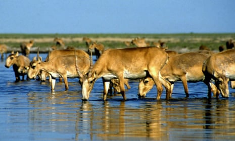Saiga antelopes