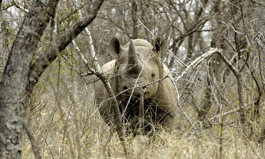 A black male rhinoceros a game farm. Hunting advocates say privately-managed reserves protect wildlife from poaching.