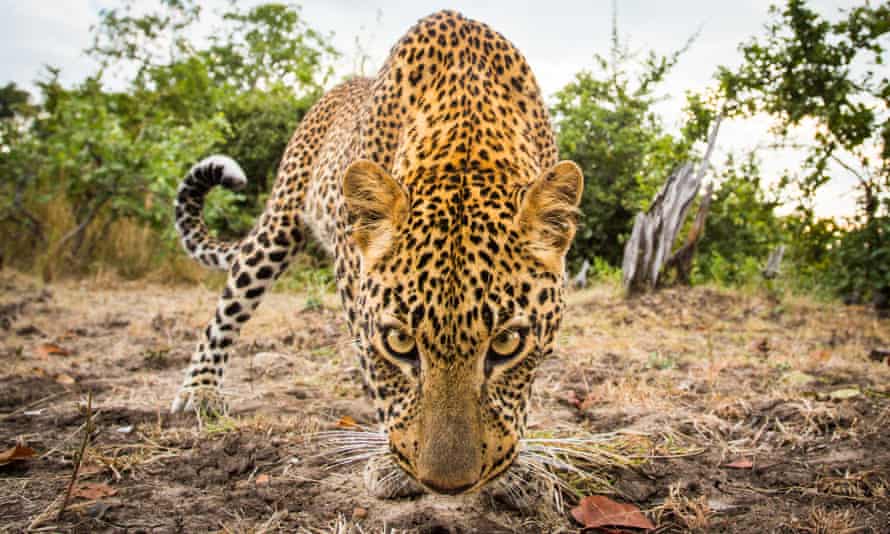 A leopard in Zambia. The country has lifted a two year ban on hunting the animals.