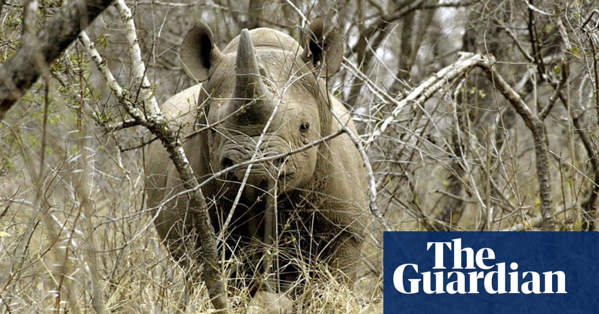 Hunter pays $350,000 to shoot black rhino: 'I believe in survival of species'  | Endangered species | The Guardian
