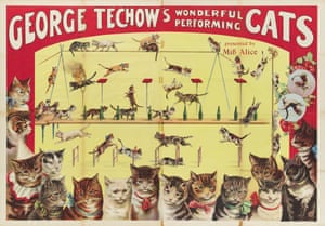 Cats - George Techow's wonderful performing cats presented by Miss Alice, 1906, Printer Adolph Friedl  nder