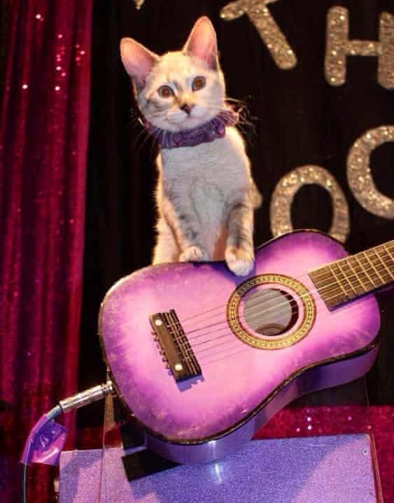 An Acro-Cat stands with a guitar.