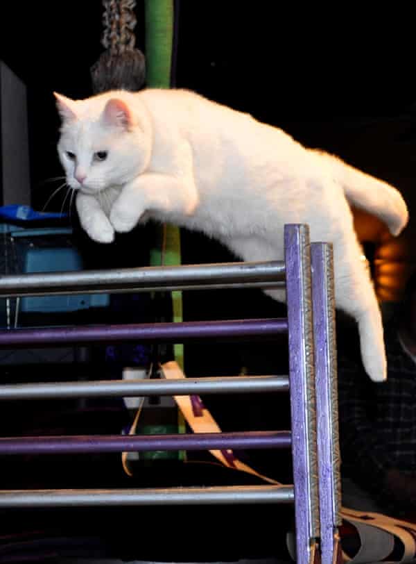 An Acro-Cat jumps over a hurdle.
