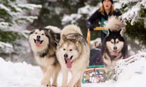 Siberian huskies pulling a sled.