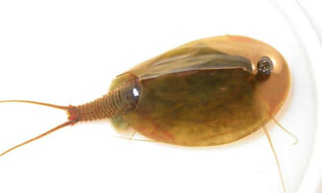 Tadpole shrimp – the oldest living species on the planet.