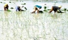 Farmers plant saplings in a rice field in the northern Indian city of Mathura