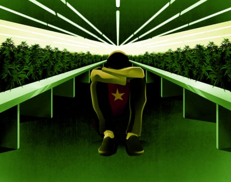 The number of Vietnamese cannabis factories in the UK has grown by 150% in the last two years