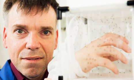 Dr Luke Alphey with his hand inside a box full of non-biting Oxitec male mosquitoes.