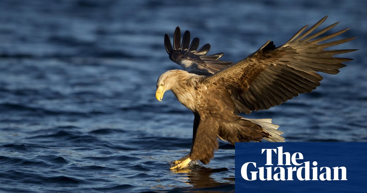 isle of the sea eagle it s our