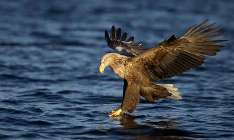 A sea eagle on the isle of Mull.