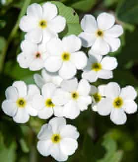 Gardens: forget-me-nots
