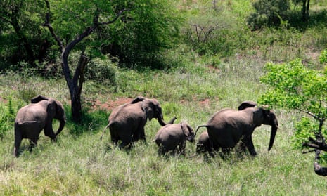 A group of elephants 80km north-east of Maputo, Mozambique. The country has lost around 10,000 elephants to poaching.
