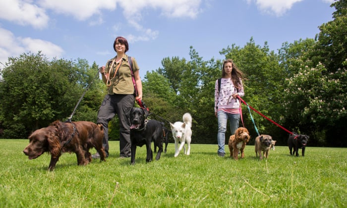 Dog walkers: why ditching the rat race is no walk in the park