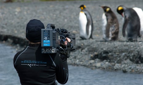 Man filming penguins