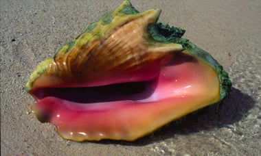 Conch shell, Little Cayman, Cayman Islands.