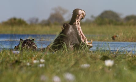 Yawning hippo in the Okavango Delta. 
