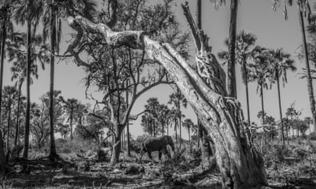 Elephant in the Okavango Delta, one of the great strongholds for the species.