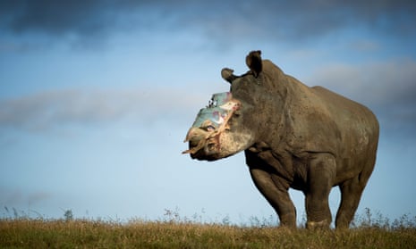 A four-year old female rhino