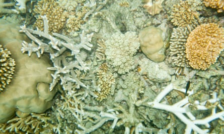Coral bleaching on the Great Barrier Reef off of Cairns, Australia