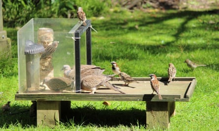 Enticing Birds with Extraordinary Feeders A Nature Lover's Guide Enticing Birds with Extraordinary Feeders A Nature Lover's Guide