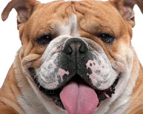 English bulldog