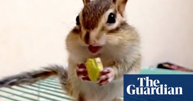 Bikke The Chipmunk Nibbles Pistachios Oblivious To Internet Fame Video World News The Guardian Bikke The Chipmunk Nibbles Pistachios Oblivious To Internet Fame Video World News The Guardian