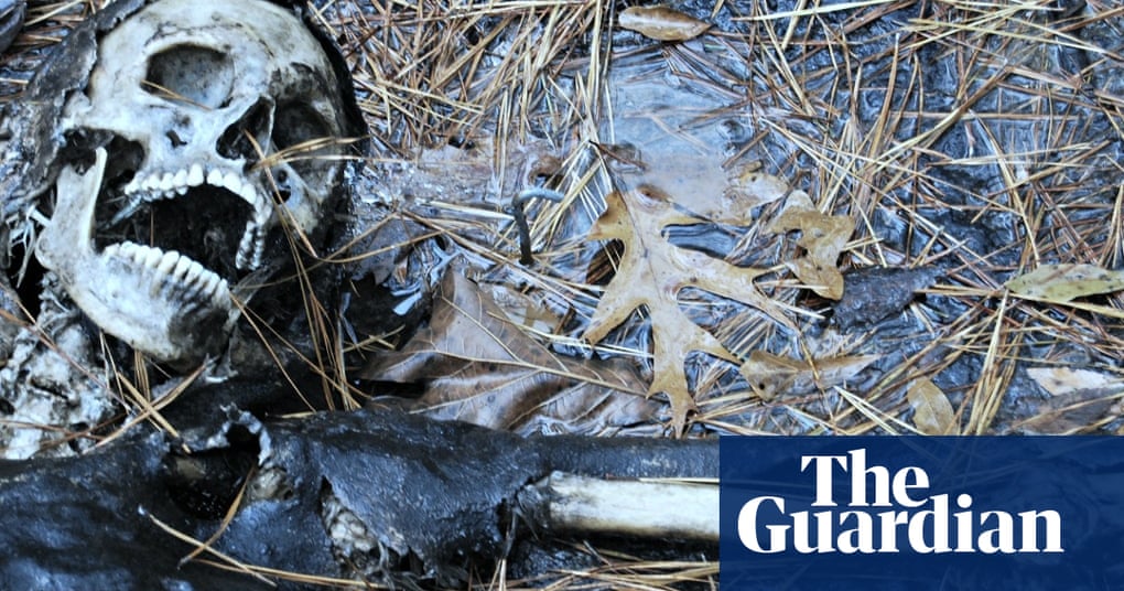 Life After Death The Science Of Human Decomposition Forensic Science The Guardian