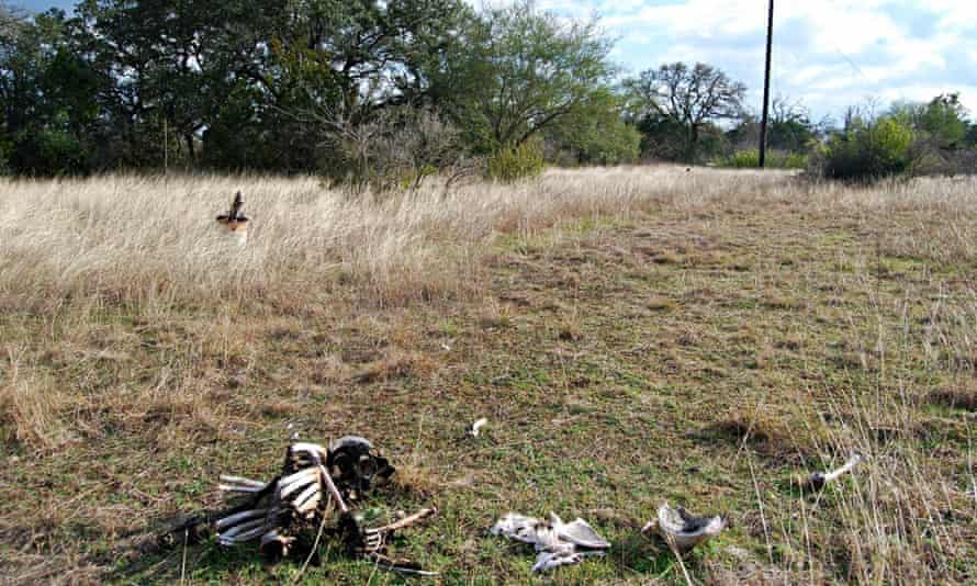 Skeletonized human remains at the San Marcos body farm