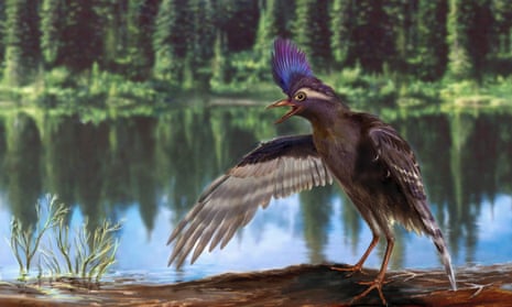 A reconstruction of the oldest known bird, <em>Archaeornithura meemannae</em>, whose fossilised remains were discovered in China.