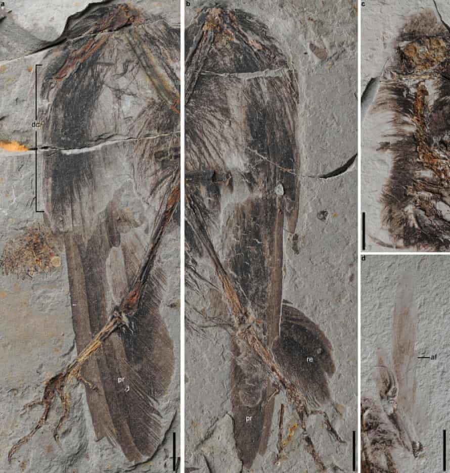 The bird’s plumage was well preserved. Clockwise from far left: left wing; right wing; (c) covert feathers over the skull and neck and alular feathers on the left alular digit.
