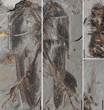The bird’s plumage was well preserved. Clockwise from far left: left wing; right wing; (c) covert feathers over the skull and neck and alular feathers on the left alular digit.