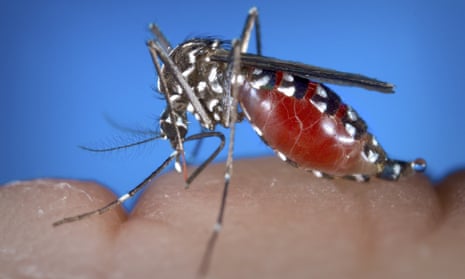 Aedes albopictus mosquito feeding on a human blood.