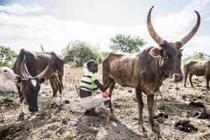 Girls who milk the cattle at Lakatoc Camp know every animal in the vast herd by sight. In Tonj North, as in many other pastoralist communities across South Sudan, cattle are the primary indicator of wealth, currency and status, so communities face the threat of the theft of their cattle by other camps. <br><br>As communities retaliate, cattle raiding can quickly escalate and become a cyclical driver of conflict. The proliferation of small arms and light weapons in South Sudan means raids can easily become deadly