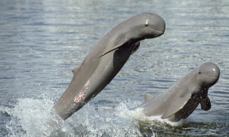 Irrawaddy dolphins jumping from water