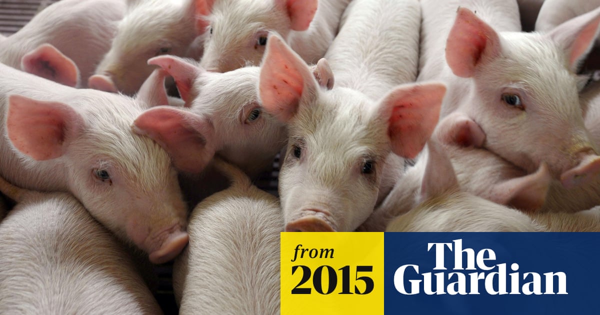 Fired Colorado farm workers who hit pigs will not face criminal charges |  Colorado | The Guardian