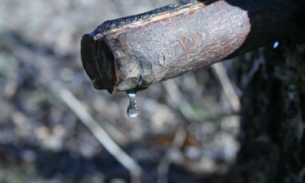 Drop of birch water