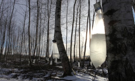 Birch trees being tapped in Latvia